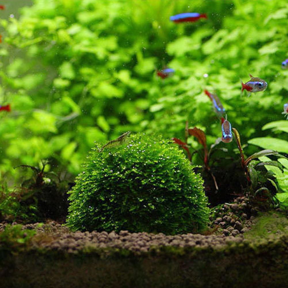 Rośliny dekoracyjne do akwariu – Aquarium Plant Red recenzja i cena